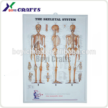 2015 medical plastic printing human anatomy chart