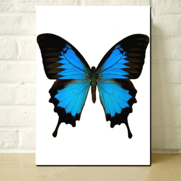 Butterfly Stretched Canvas Prints