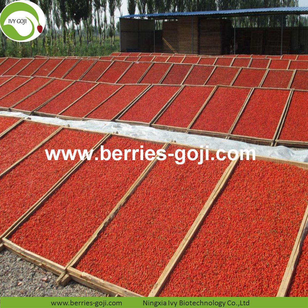 Goji-Beeren goji berry