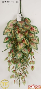 32"Aglaonema lvs hanging bush