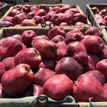 new crop huaniu apples