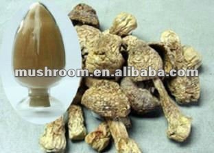 Agaricus blazei ;agaricus blazei mushroom extract;ABM mushroom extract