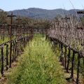 Treliça vertical expandida Orchard