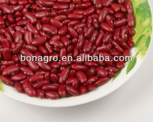 New crop Red kidney bean, british type