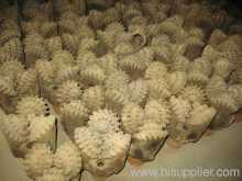 Used Tricone Bit (steel Tooth)?