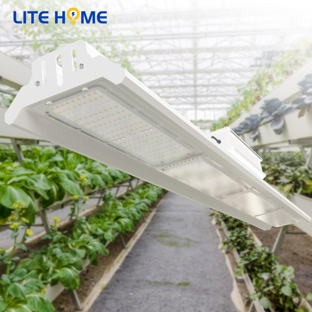 the best led grow light the best led grow light