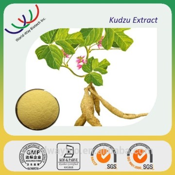 kudzu extract free sample health nutrition natural herb extracts 40% isoflavones,40%~98% puerarin top quality kudzu root extract