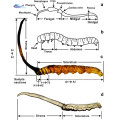 Cordyceps Sinensis Mycelium Extrait de fructification Corps