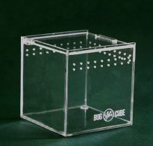 Extra thick Acrylic Beetle rearing box