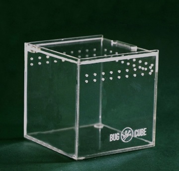 Extra thick Acrylic Beetle rearing box