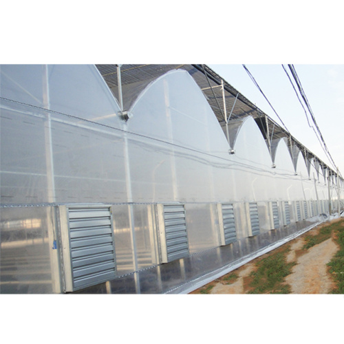 Film di intelligente agricolo Multi Span Tomato Greenhouse