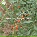 Wholesale Nutrition Healthy Eu Standard Goji Berry