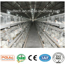 Venta caliente Poultry Equipamiento de granja Layer Broiler Pullet Chicken Cages