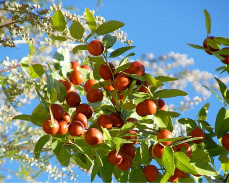 Aceite de semilla de dátil de espina a granel