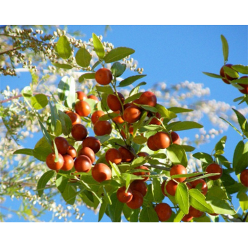 Aceite de semilla de dátil de espina a granel