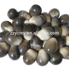 all types of canned straw mushroom