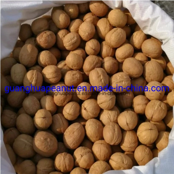 Walnut in Shell with New Crop and Good Quality