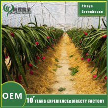 Efficient Pitaya Greenhouse System Solution