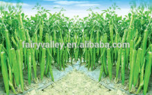 hot green pepper seeds in vegetable seeds, difference type of seeds