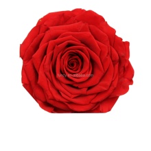 Wholesale Natural 10cm Preserved Red Roses for DIY Decorative Flowers & Wreaths