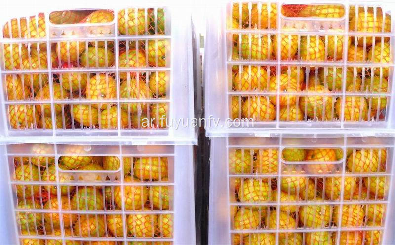 أفضل الأسعار Nanfeng Baby Mandarin with Good Quality