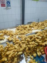 SELECTED QUALITY NEW CROP FRESH GINGER