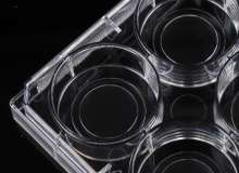 6 Well Glass Bottom Cell Culture Plates