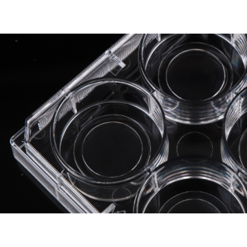 6 Placas de cultura de células com fundo de vidro de 6 poços