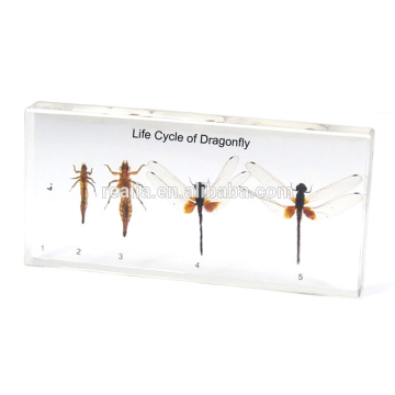 Dragonfly real insect specimens