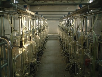 Dairy farm milking parlor for cows