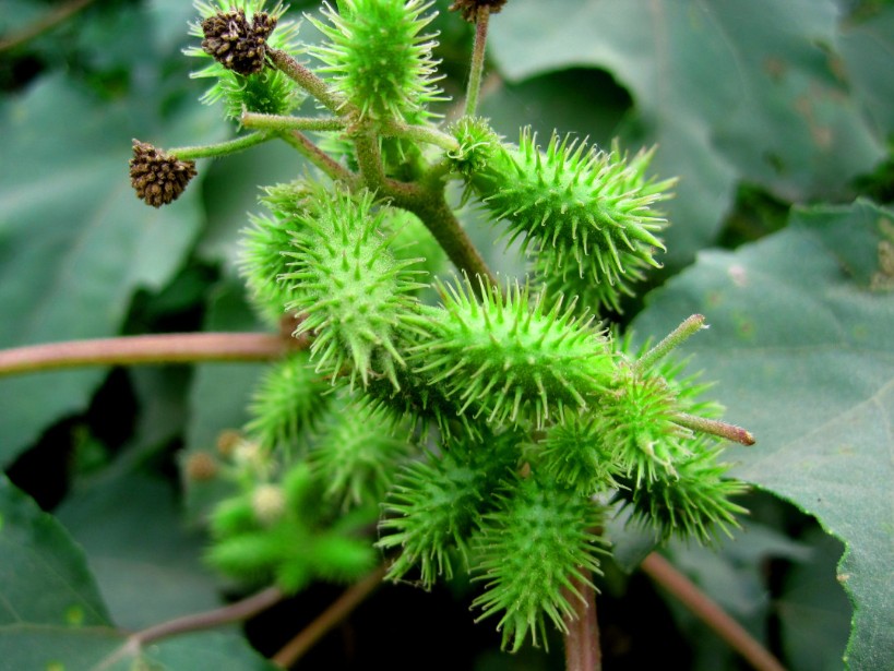 Siberian Cocklebur