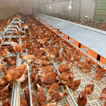 Automatic Poultry Egg Collector for Nesting Boxes