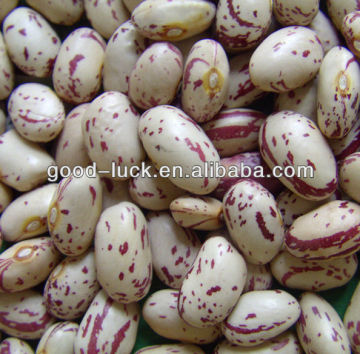 Red Speckled Sugar Bean,Dried Bean