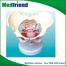 Female Pelvis and Pelvic Floor Muscle Model for Education use/purpose