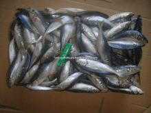 Trachurus Japonicus