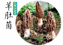 Fresh Morel Mushrooms Wild From Yunnan China