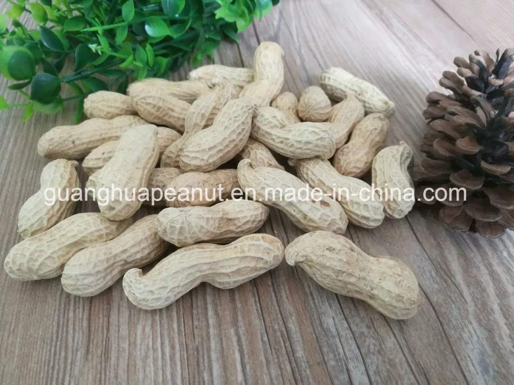 Hot Sale New Crop Roasted Peanut in Shell From Shandong