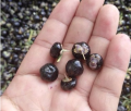 검은 닝샤 유기 구기 열매