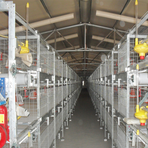 Awtomatikong Broiler Chicken Cage