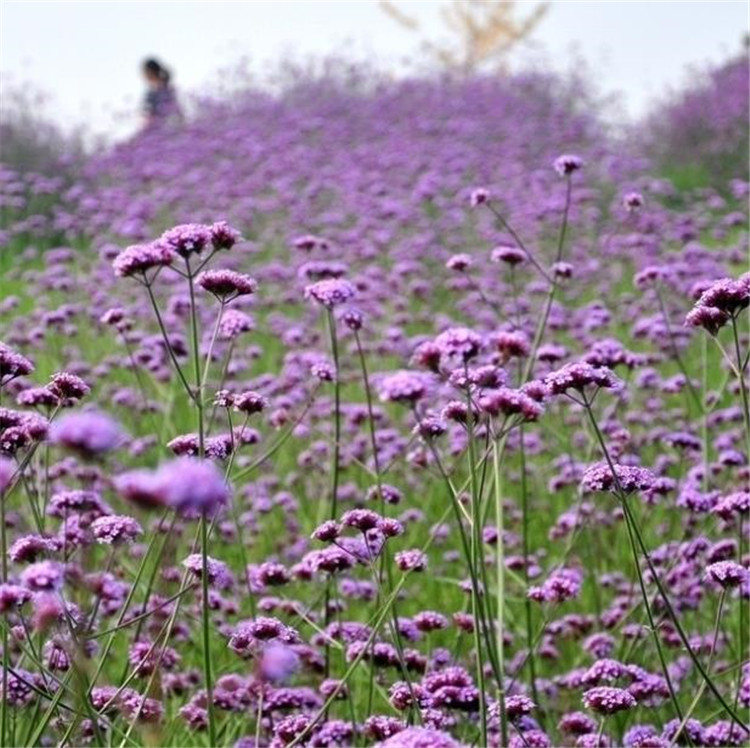 Vervain Mafuta Verbena Officinalis