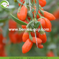 โภชนาการธรรมชาติต่ำน้ำตาล Sweet Goji Berry ทั่วไป