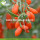 Low Sugar Natural Nutrition Sweet Conventional Goji Berries