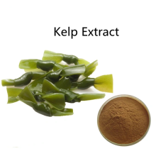 Buy online active ingredients Kelp Extract powder