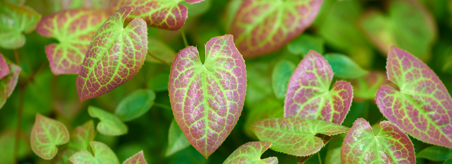 Epimedium-Extract-4 Epimedium-Extract-4
