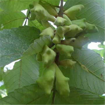 high-quality Galla Chinensis wubeizi gallnut Chinese Gall