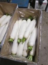 China New Crop Fresh white radish