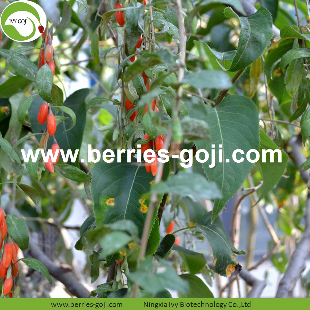 goji berry