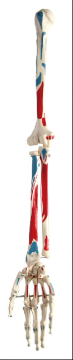 The coloring model of the upper and lower extremities of the muscles attached to the extremities