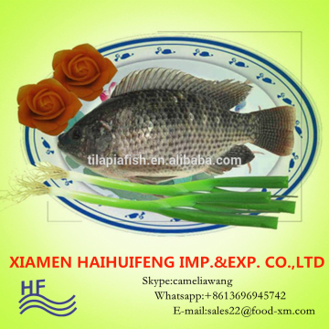 tilapia buyer