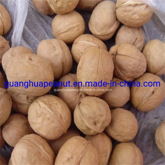 Delicious and Healthy Walnut in Shell